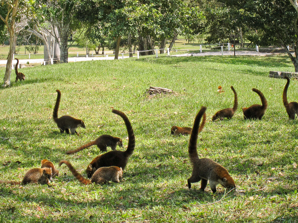 ring-tailed kudamundi live in the forests and the grounds of tikal
