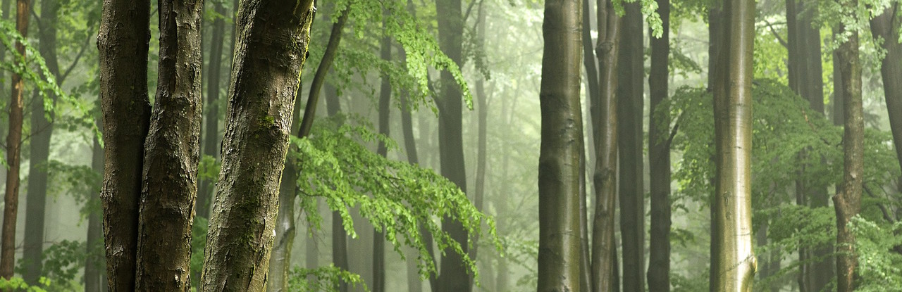 rainforest in costa rica