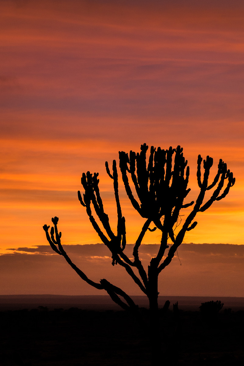 sunrise in Maasai Mara
