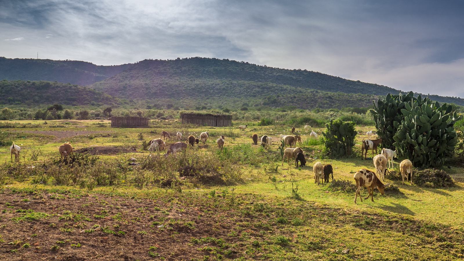 goats on the plains