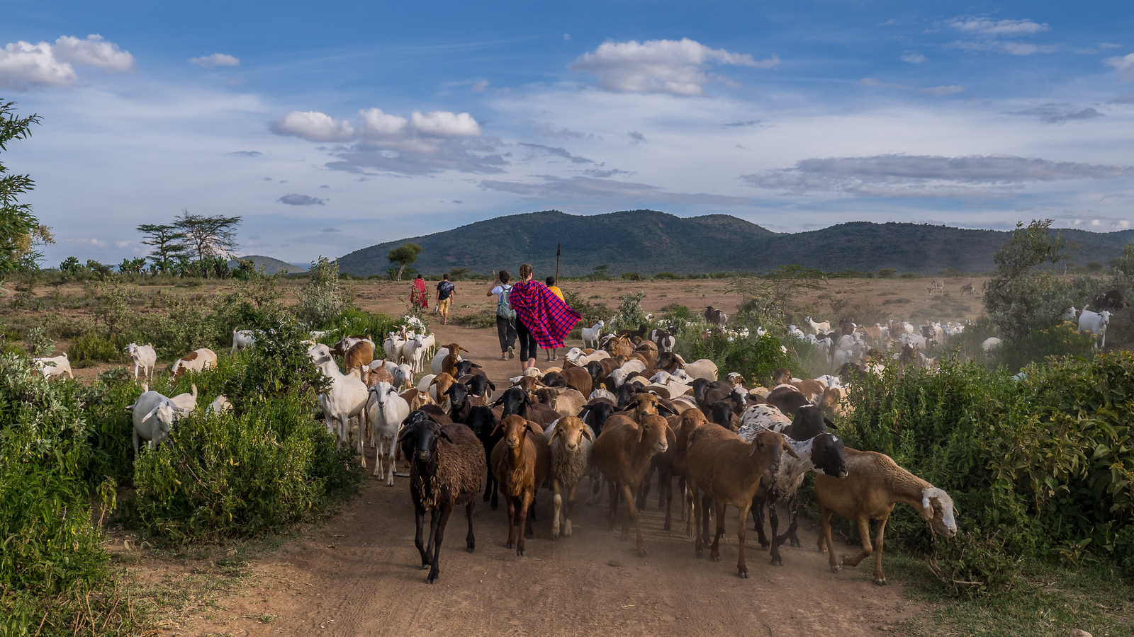 Walking the Maasai Mara in search of our camping spot for the night — we hit a goat traffic jam.