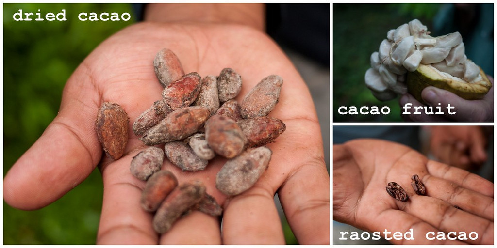 Raw cacao seeds