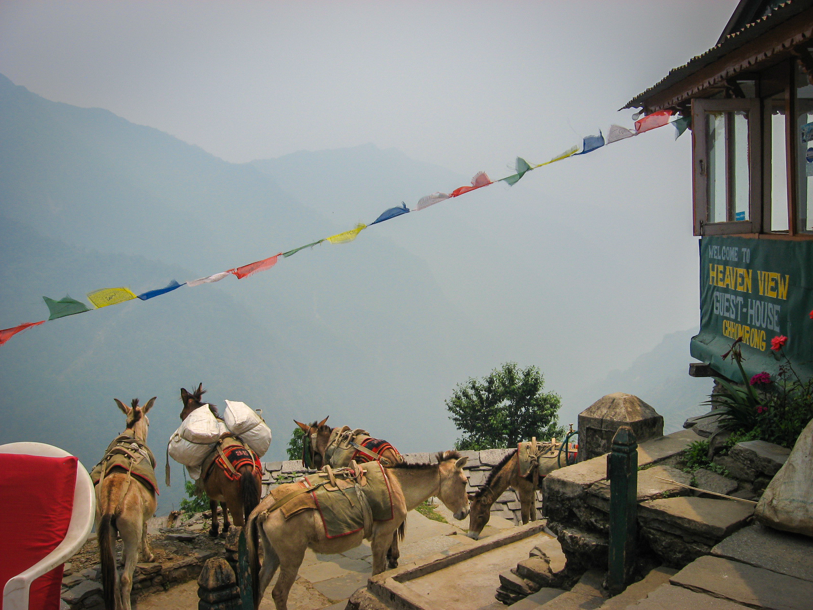 donkeys hauling goods on our trek
