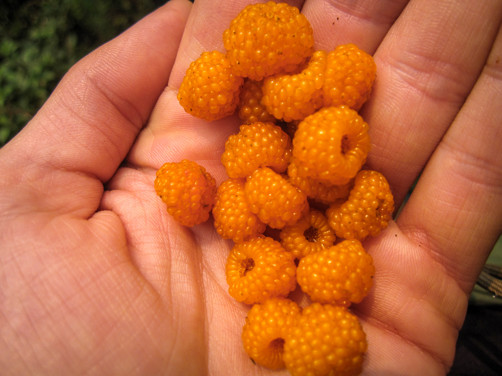 berry picking while trekking in the annapurna circuit