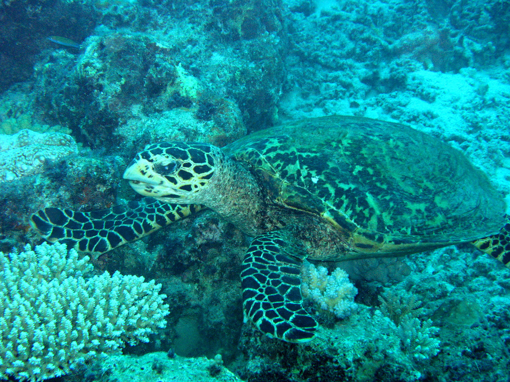 turtle on the Great Barrier Reef