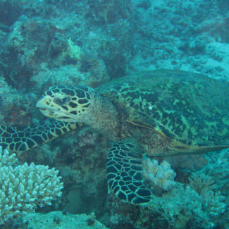 turtle diving